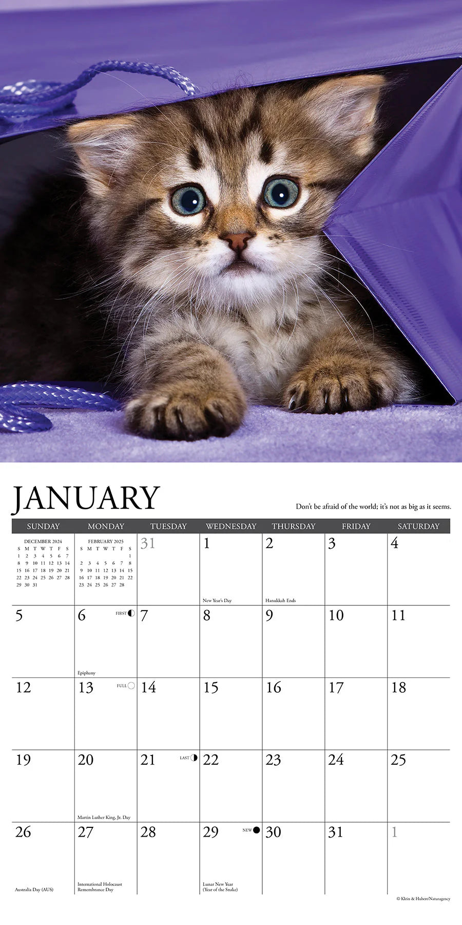 2025 What Kittens Teach Us Calendar