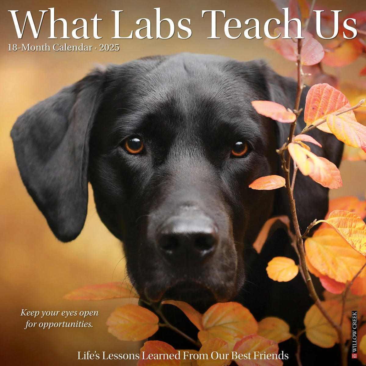 2025 What Labs Teach Us Calendar