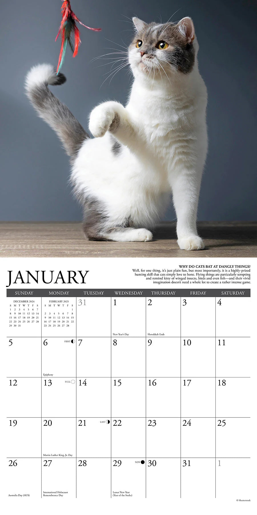 2025 Why Cats Do That Calendar