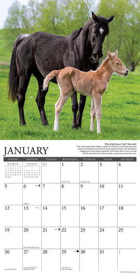 2025 Why Horses Do That Calendar