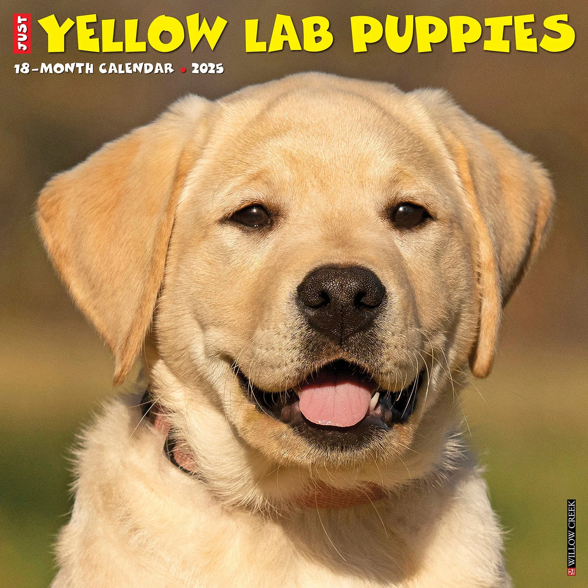 2025 Yellow Lab Puppies