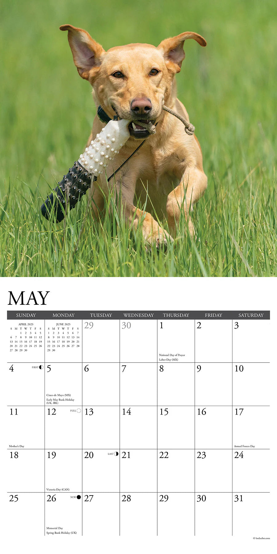 2025 Yellow Labs Calendar