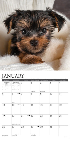 2025 Yorkie Puppies Calendar