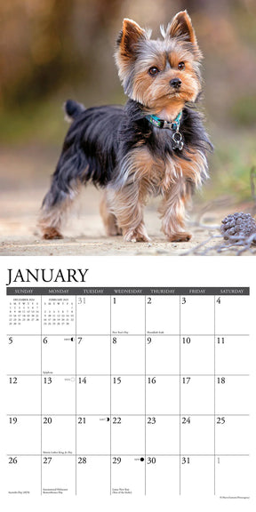 2025 Yorkies Calendar