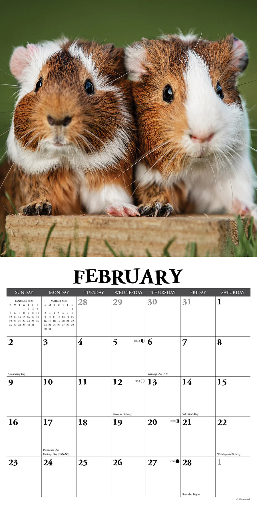 2025 Guinea Pigs Calendar