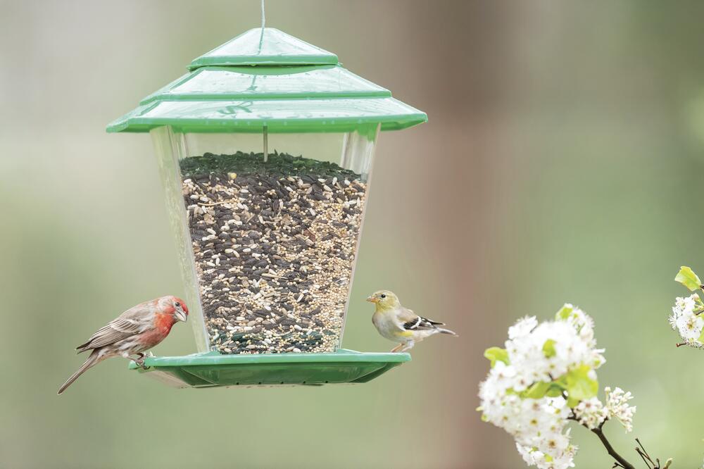 More Birds - Square Hopper Bird Feeder