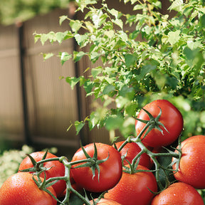 Captain Jack's Tomato & Vegetable