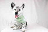 Bandana Tie on Dog - Green Daisy