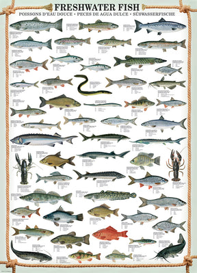 Puzzle Fresh Water Fish