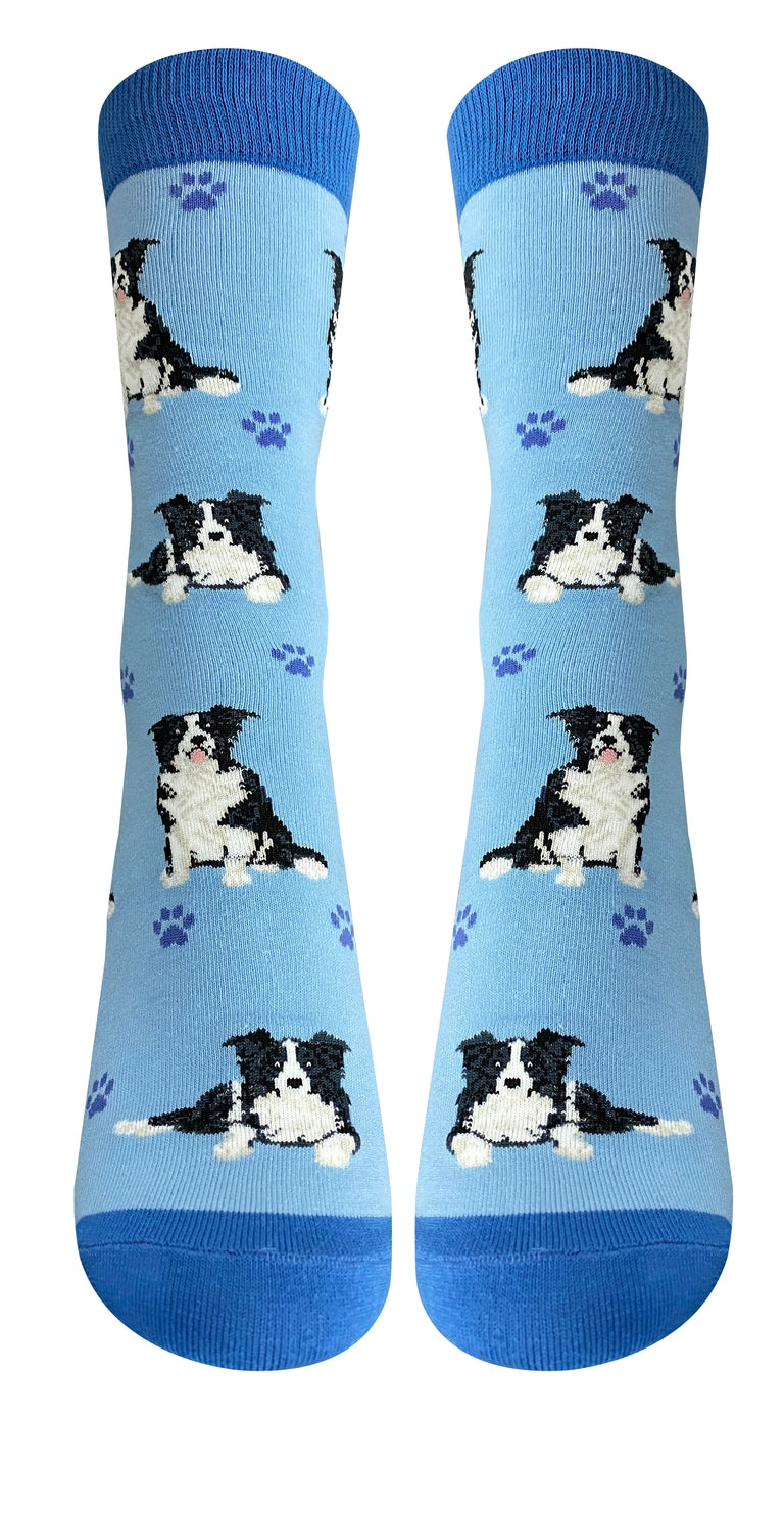 Socks Border Collie Full Body