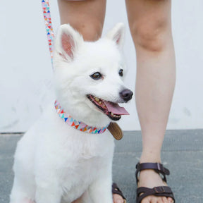 Triangles Shades of Rainbow | Full Grain Leather & Polyester Webbing Dog Collar