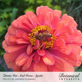 Zinnia Cut & Come Again Seeds