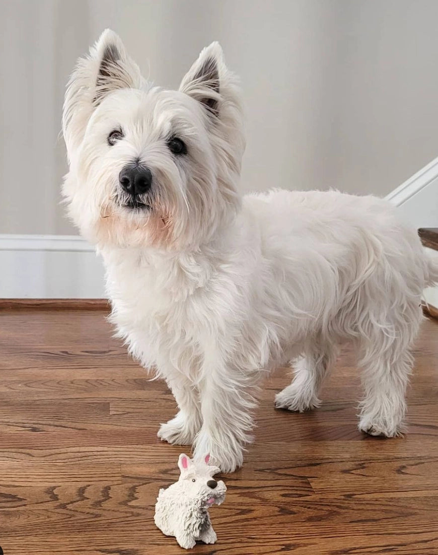 Dog Toy Westie Squeaky