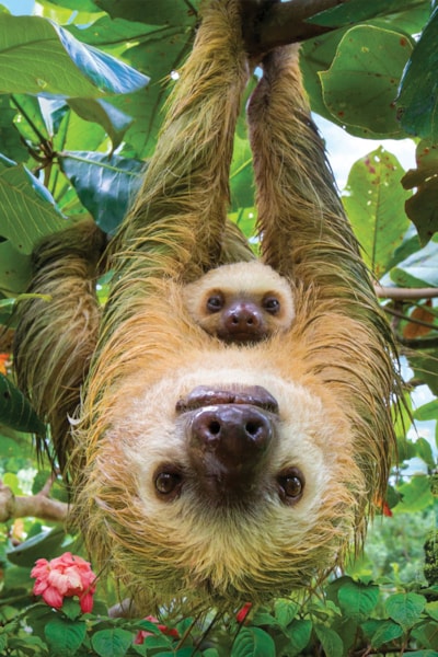 Puzzle Sloths