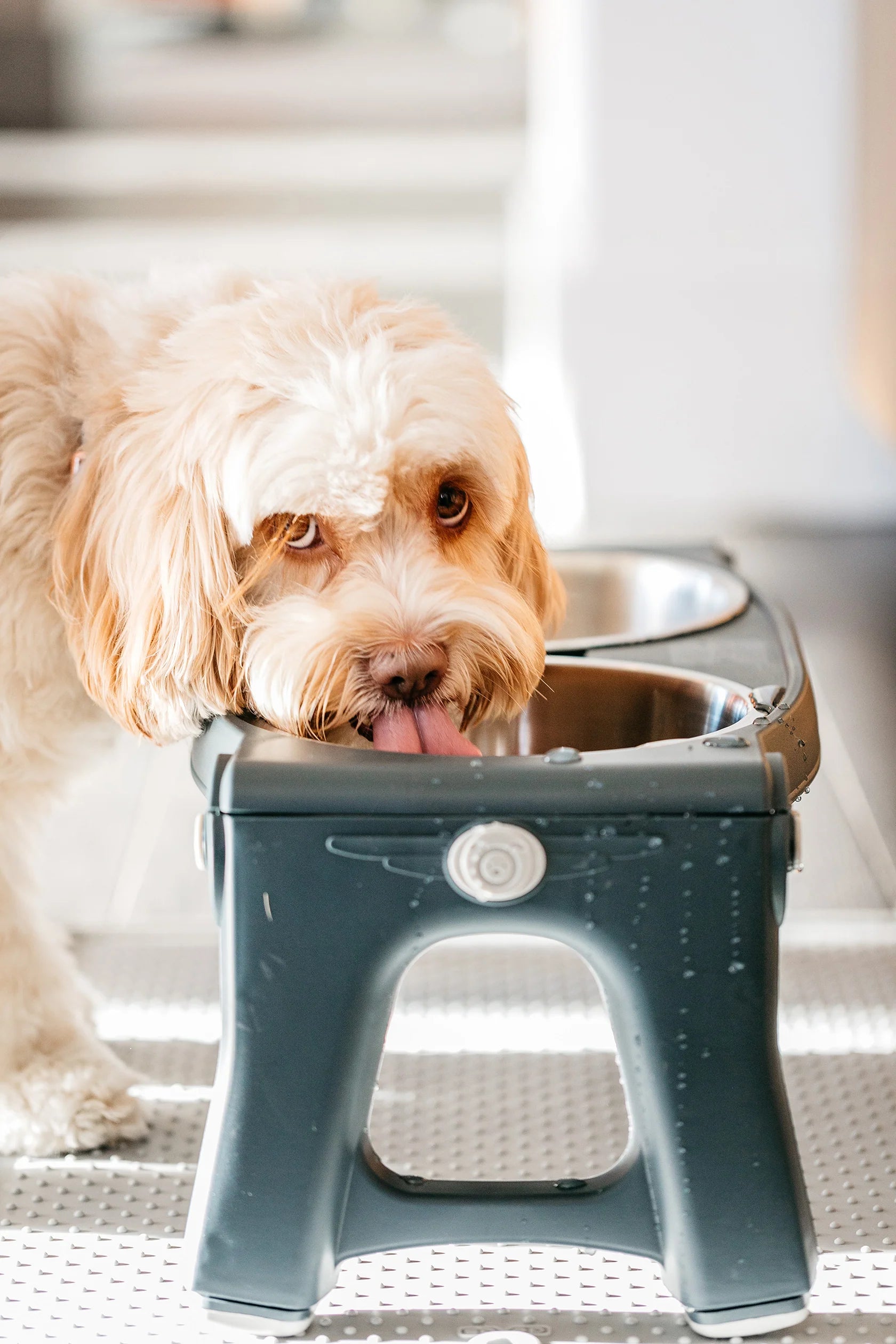 Pet Feeder Adjustable Height