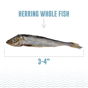 Icelandic+ - Herring Whole Fish Dog Treats