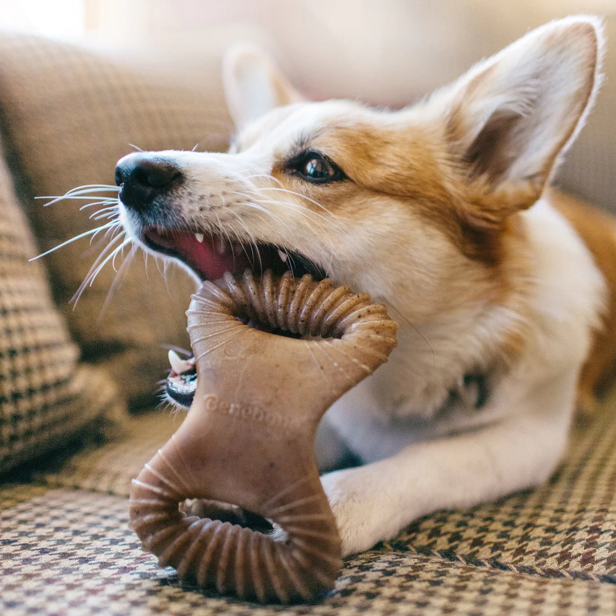 Benebone - Dental Nylon Chew Toy Bacon