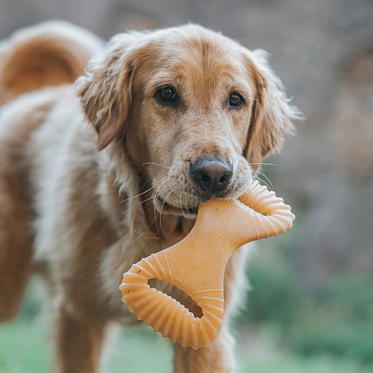 Benebone - Dental Nylon Chew Toy Bacon