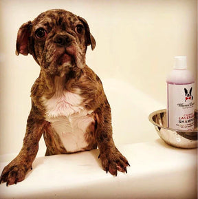 Warren London - Shampoo Calming Lavender for Dogs