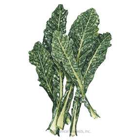 Kale Italian Lacicato Dinosaur Seeds