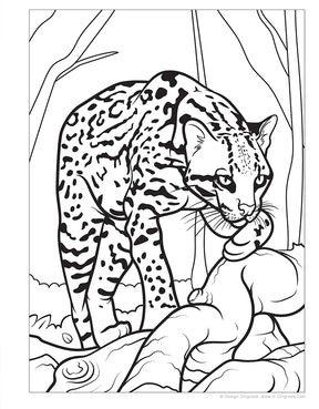 Coloring Book - Great Amazon & Rainforest