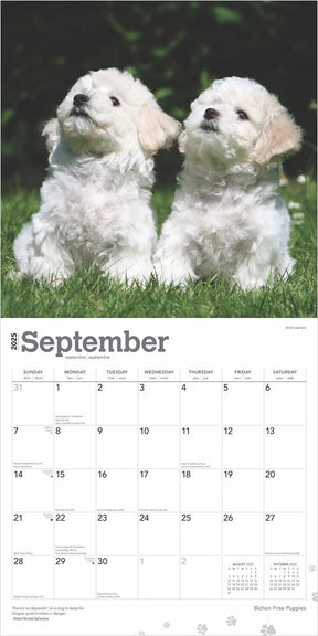 2025 Bichon Frise Puppies Calendar