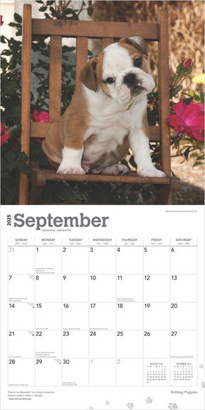 2025 Bulldog Puppies Calendar