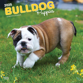 2025 Bulldog Puppies Calendar