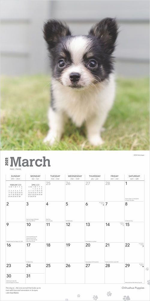 2025 Chihuahua Puppies Calendar