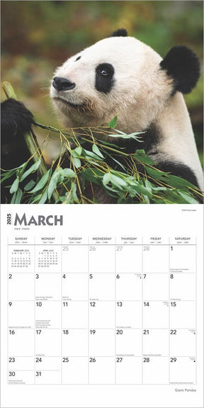 2025 Giant Pandas Calendar