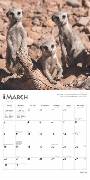 2025 Meerkats Calendar