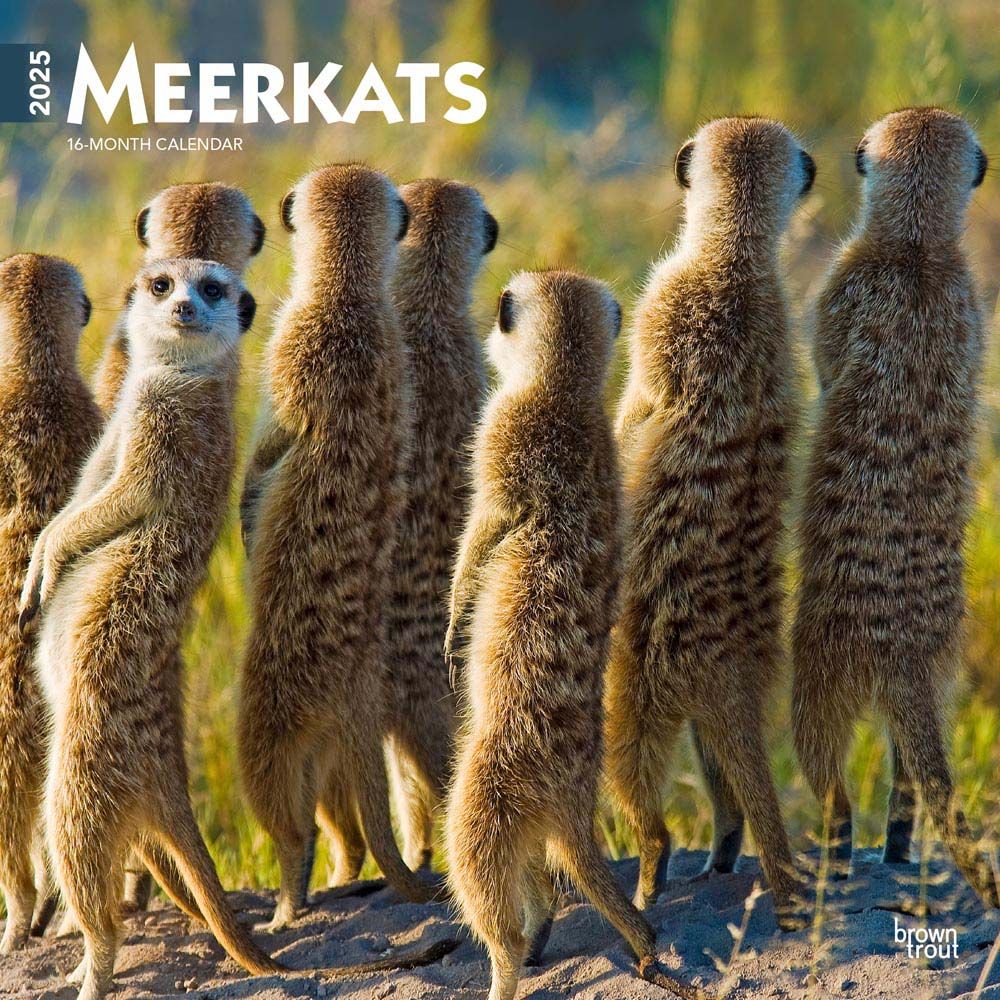 2025 Meerkats Calendar