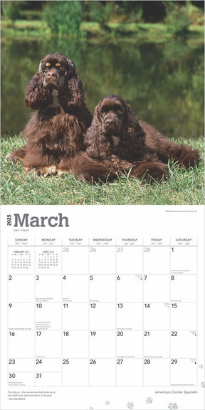 2025 American Cocker Spaniels Calendar