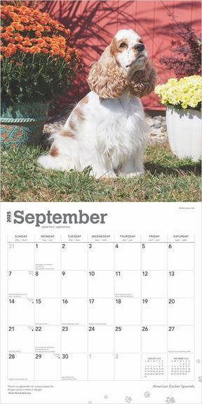 2025 American Cocker Spaniels Calendar