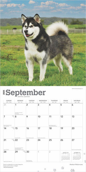 2025 Alaskan Malamutes Calendar