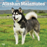 2025 Alaskan Malamutes Calendar