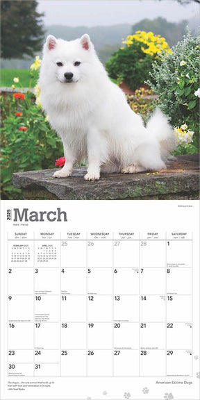 2025 American Eskimo Dogs Calendar