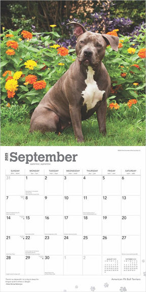 2025 American Pitbull Terriers Calendar