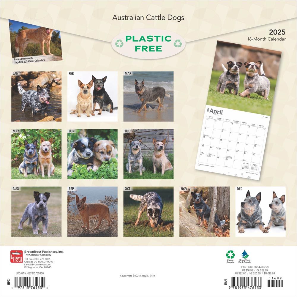 2025 Australian Cattle Dogs Calendar