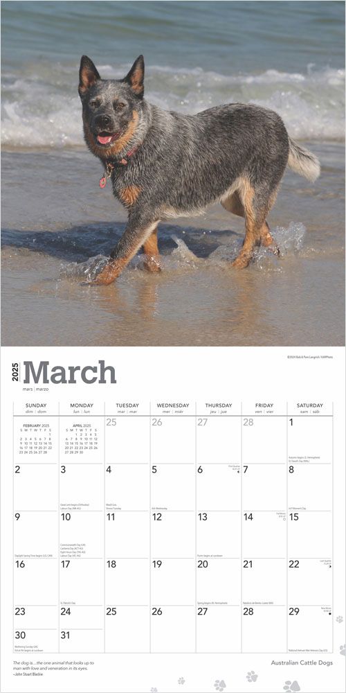 2025 Australian Cattle Dogs Calendar