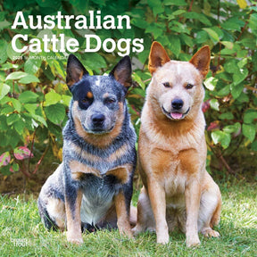 2025 Australian Cattle Dogs Calendar