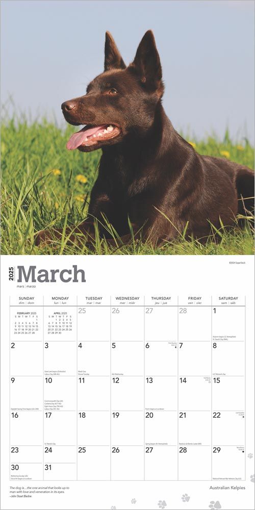 2025 Australian Kelpies Calendar