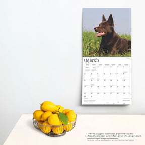 2025 Australian Kelpies Calendar