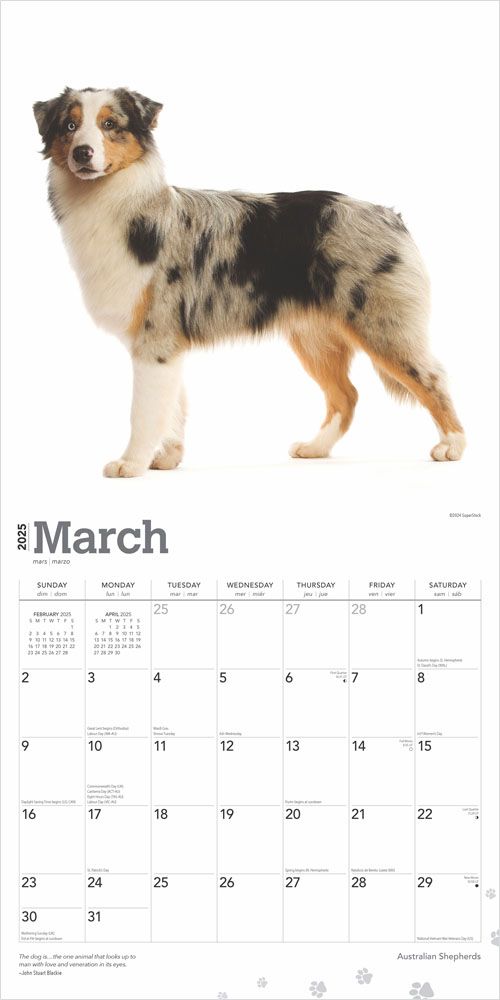 2025 Australian Shepherds Calendar