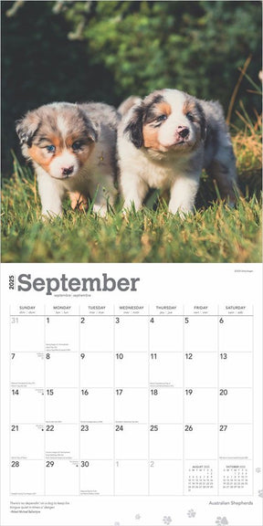 2025 Australian Shepherds Calendar