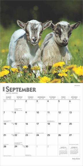 2025 Baby Goats Calendar