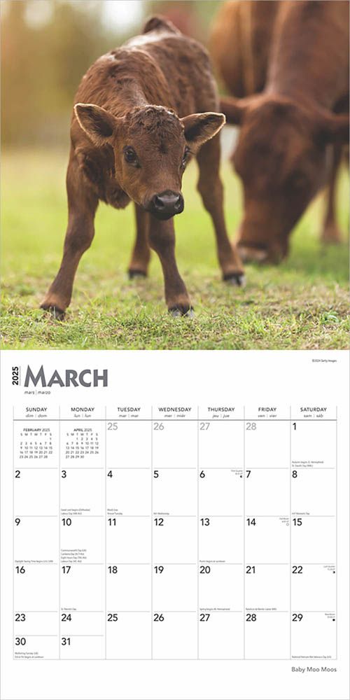 2025 Baby Moo Moos Calendar