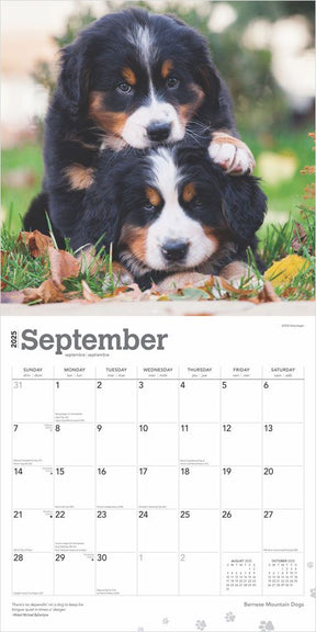 2025 Bernese Mountain Dogs Calendar