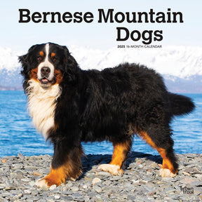 2025 Bernese Mountain Dogs Calendar