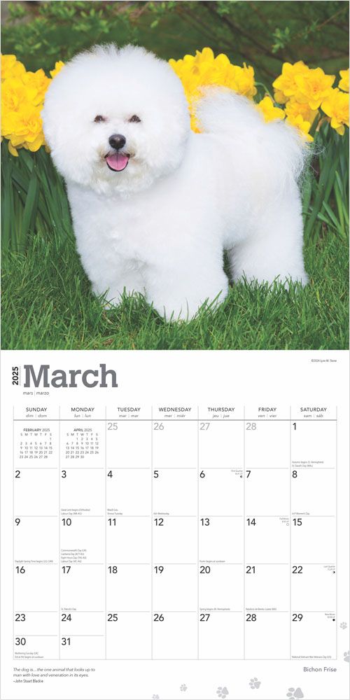 2025 Bichon Frise Calendar